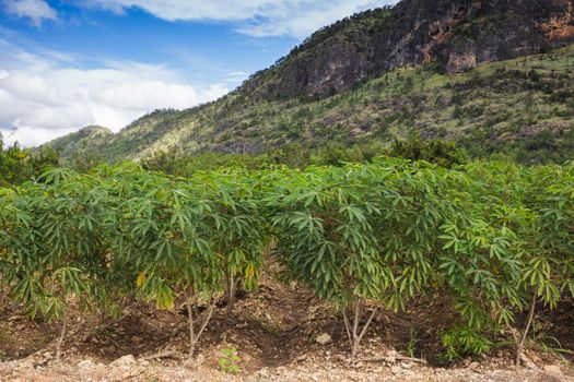 Cassava or manioc plant field