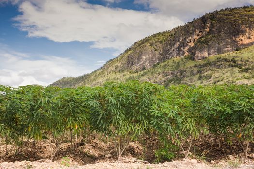 Cassava or manioc plant field