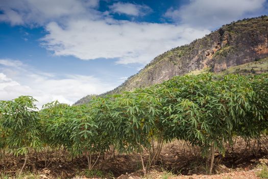 Cassava or manioc plant field