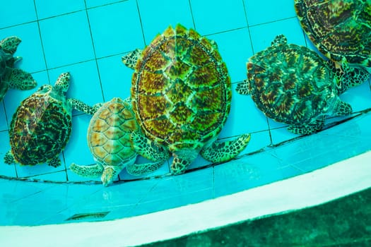 green turtle or Erethmochelys imbricata on pond, top view
