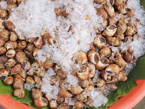 seashell, Babylonia areolata with ice
