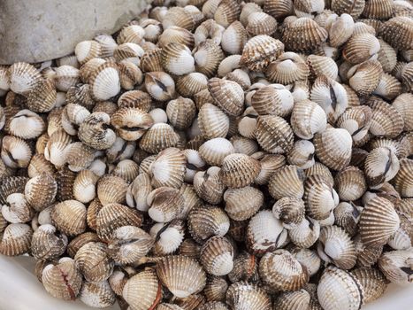 background fresh cockles for sale at market