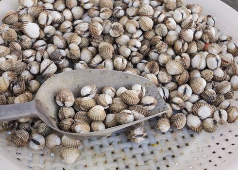 background fresh cockles for sale at market