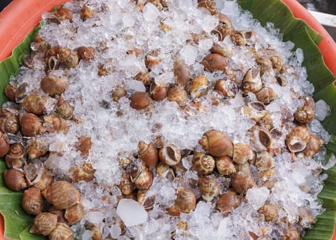 seashell, Babylonia areolata with ice