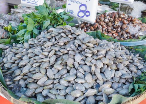 fresh Clams  in market