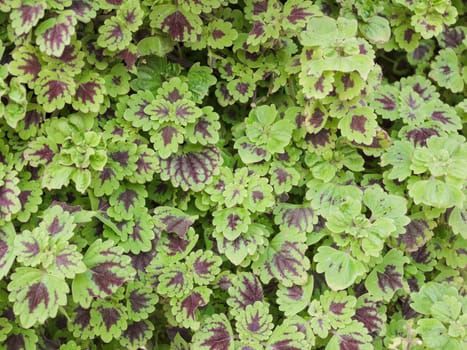 Tiny green leaves background
