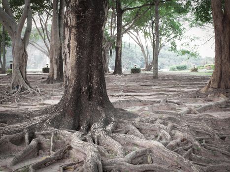 tree roots
