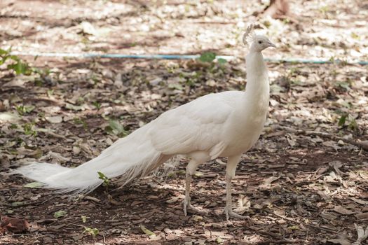white peacock