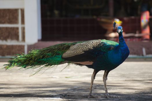 peacock