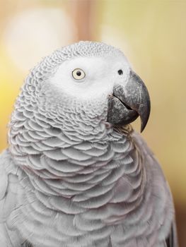 African Grey Parrot