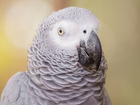 African Grey Parrot