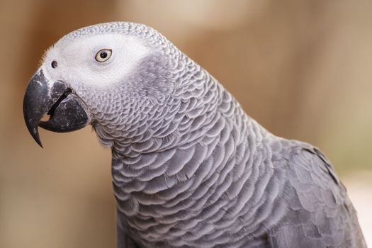 African Grey Parrot