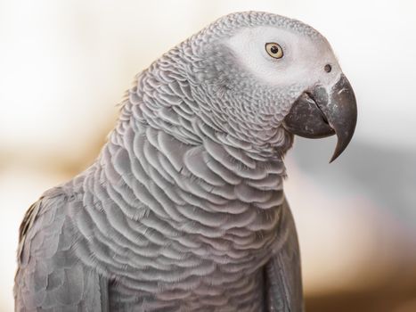 African Grey Parrot