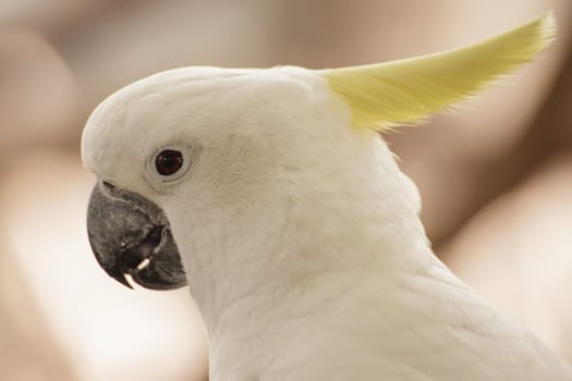 White Cockatoo