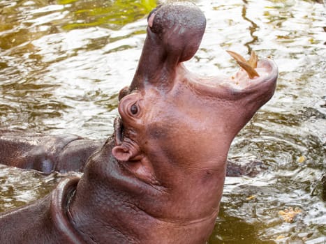 Hippopotamus open mouth