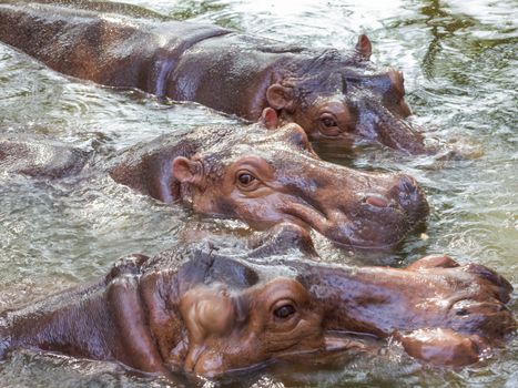 group of Hippopotamus