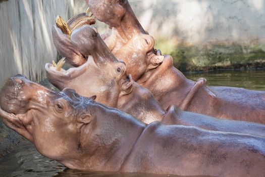 group of Hippopotamus