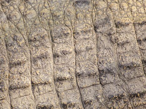 wild crocodile skin pattern
