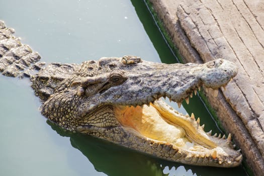 crocodile in green pond open jaw