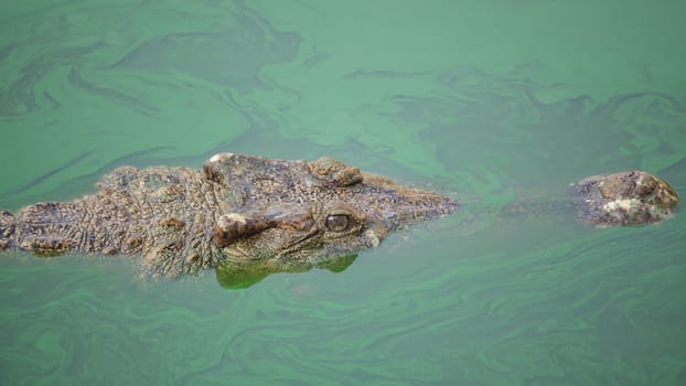 crocodile in green pond