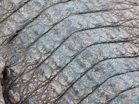 wild crocodile skin pattern