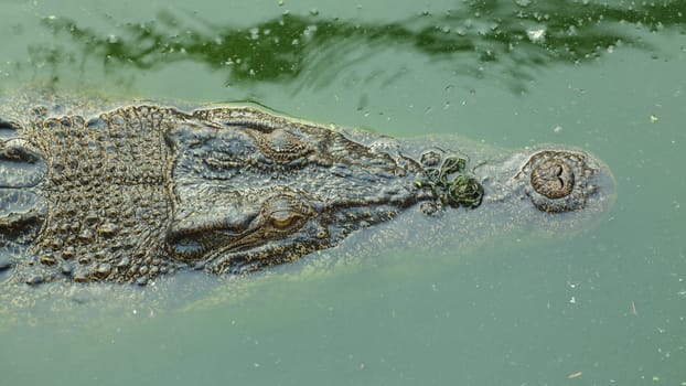 crocodile in green pond