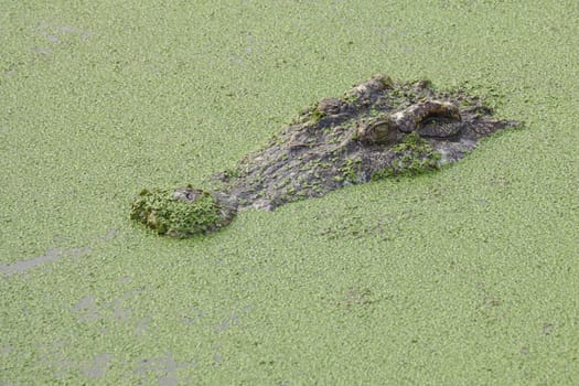 crocodile in green pond