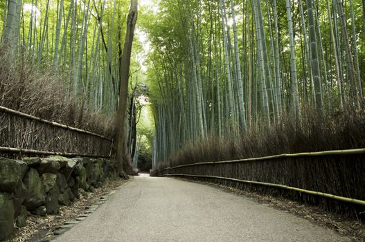 Famous bamboo grove at Arashiyama, Kyoto - Japan, near the famous Tenryu-ji temple. Tenryuji is a Zen Buddhist temple which means temple of the heavenly dragon and is a World Cultural Heritage Site.  