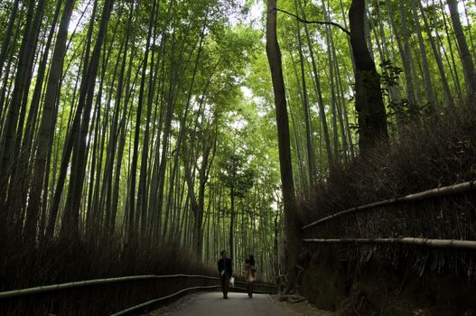 Bamboo grove in Arashiyama in Kyoto, Japan near the famous Tenryu-ji temple. Tenryuji is a Zen Buddhist temple which means temple of the heavenly dragon and is a World Cultural Heritage Site. 