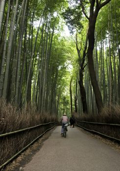 Famous bamboo grove at Arashiyama, Kyoto - Japan, near the famous Tenryu-ji temple. Tenryuji is a Zen Buddhist temple which means temple of the heavenly dragon and is a World Cultural Heritage Site.  