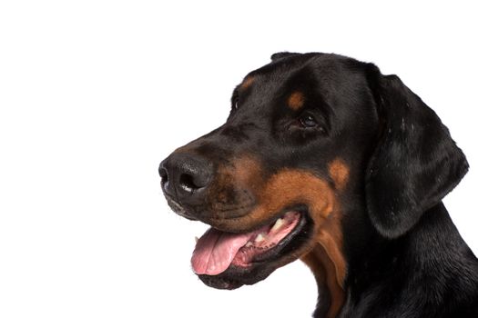 Doberman dog portrait isolated on white