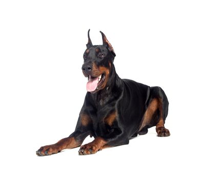 Doberman dog portrait isolated on white