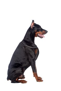 Sitting doberman dog isolated on white