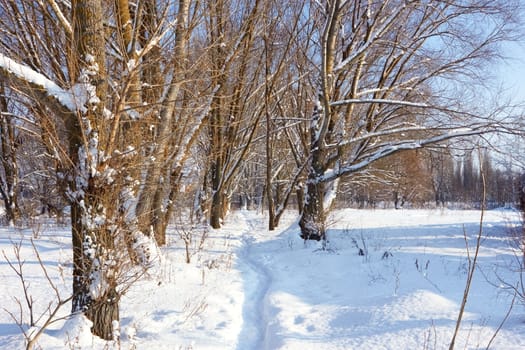 Narrow footpath in the snow among the trees in the park