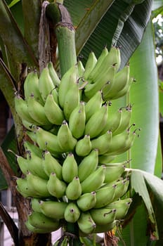 Green banana on tree in urban house