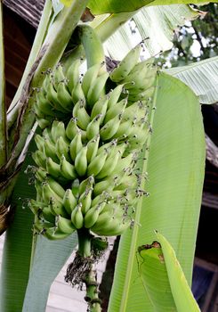 Green banana on tree in urban house