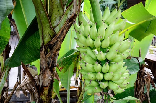 Green banana on tree in urban house