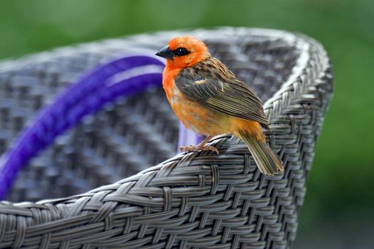 little orange and black bird rest in a grey chair of wicker