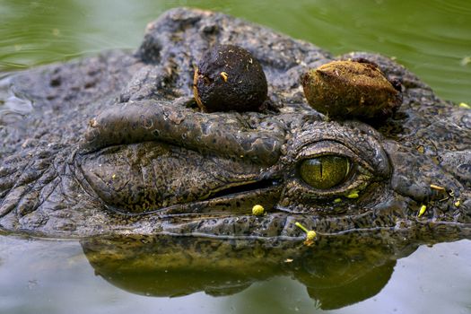 a crocodile in the water