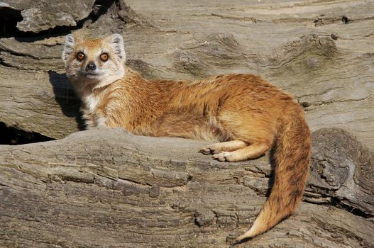 The Yellow Mongoose (Cynictis penicillata), sometimes referred to as the Red Meerkat, is a small mammal. Mongoose lives in open country, from semi-desert scrubland to grasslands in Angola, Botswana, South Africa, Namibia, and Zimbabwe.