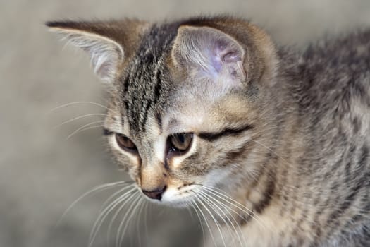 Detail of the head of tabby cat