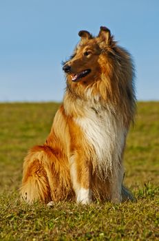 Collie dog