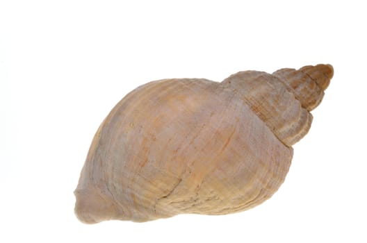 Sea shell on white background