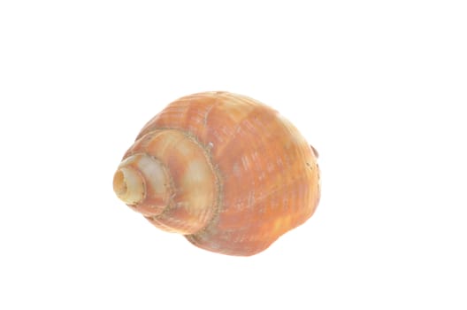 bright sea shell on white background