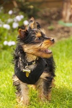 playful yorkshire terrier puppy outside on grass