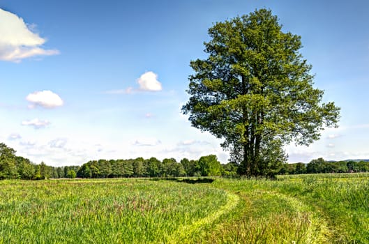 spring tree in green meadow