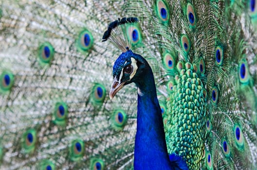 portrait of a proud displaying peacock male