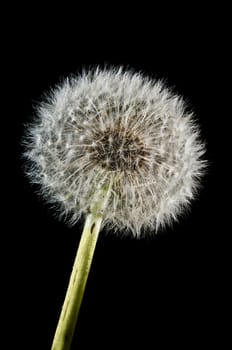 macro of dandelion flower seed head on black