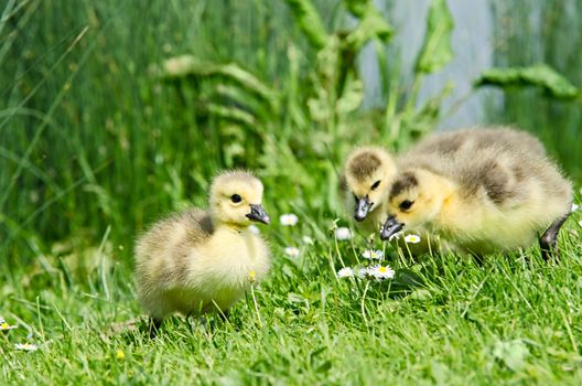 3 geese chicks enjoying the first spring in grass