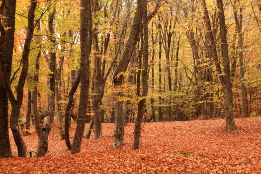 Autumn forest, sunny day,  background